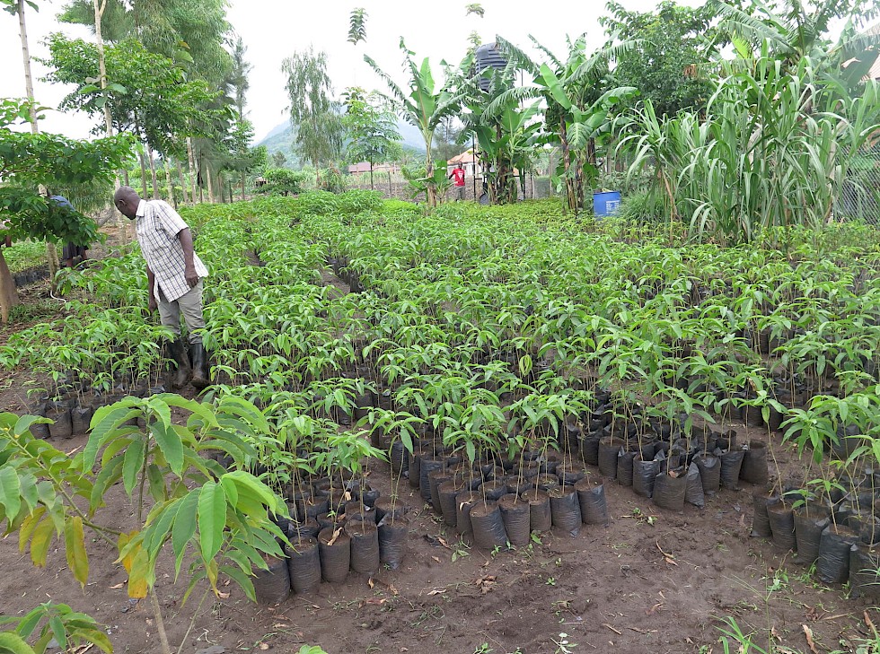 Muvule seedlings Central Nursery